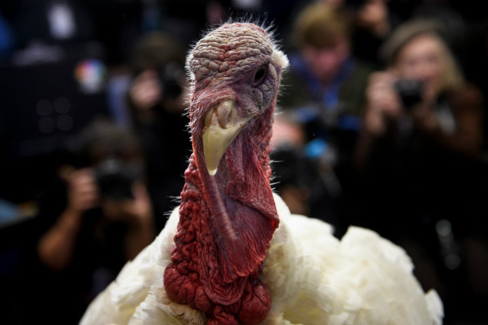Thanksgiving, een zwarte dag voor kalkoenen