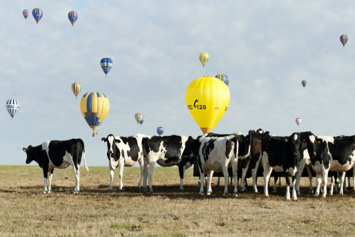 Agressieve koeien verwonden Nederlandse wandelaars