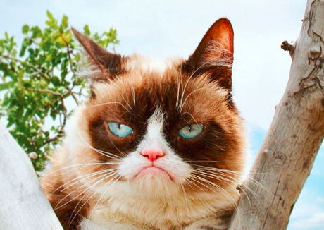 Dit zijn de rijkste huisdieren ter wereld