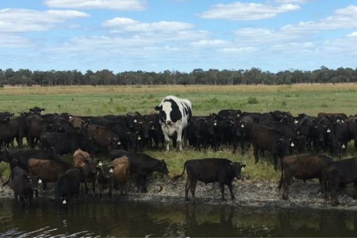 Dit zijn ’s werelds grootste dieren