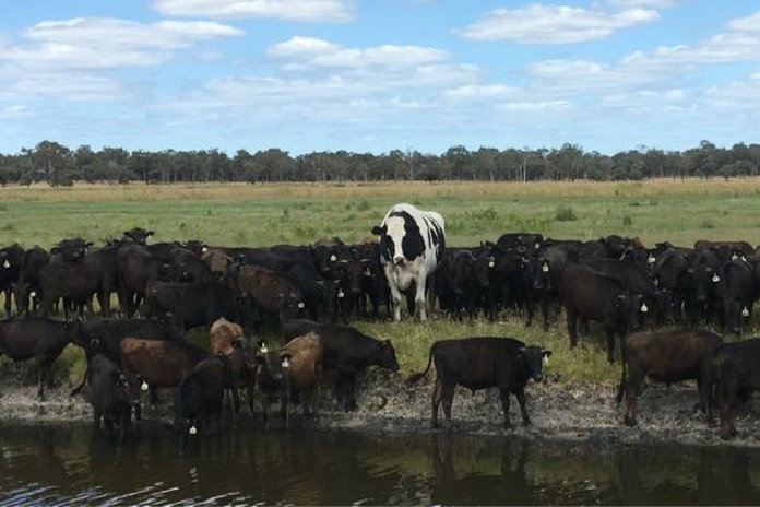 Enorme stier ontloopt het slachthuis