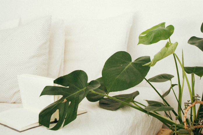 5 planten voor een zorgeloze slaap