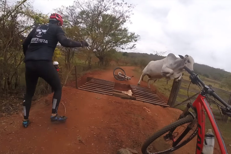 Fietsers proberen stier weg te jagen. Zonder succes! (video)
