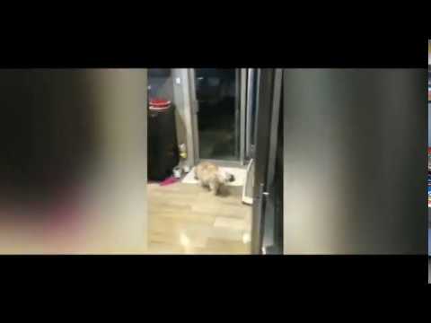 VIDEO. Twitter in de ban van ‘Dog Cheese Challenge’