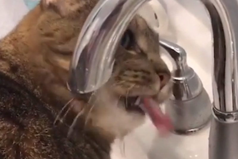 HILARISCH: Kat probeert water van de kraan te drinken (video)