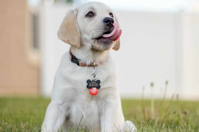 Oeps. Puppy slikt per ongeluk trouwring in