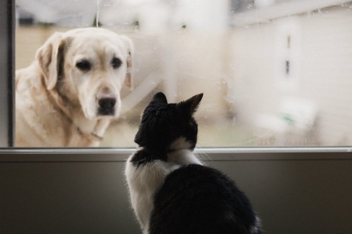 Onthuld! Kattenliefhebbers zijn intelligenter dan hondenmensen