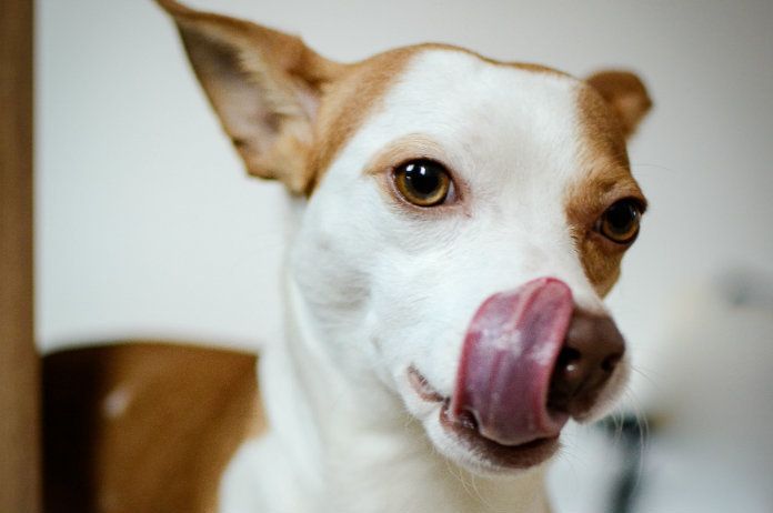 Burger King lanceert hondenbot met ‘Whopper’-smaak