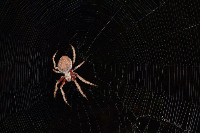 Spinnen kunnen ons in een mum van tijd uitroeien