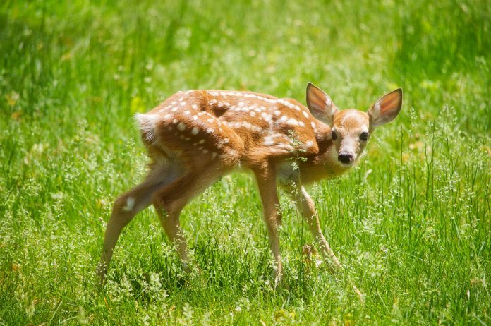 Veroordeelde stroper moet maandelijks naar ‘Bambi’ kijken