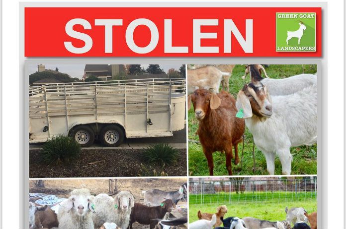 Bizar. Dieven stelen 60 zwangere geiten