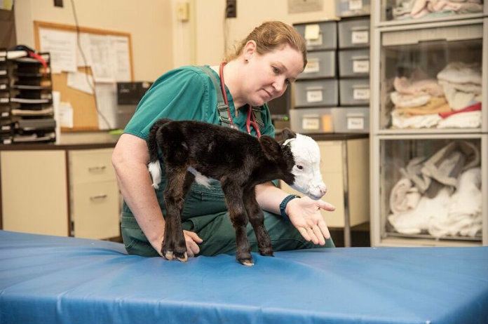 Schattig! Dit is de kleinste koe ter wereld