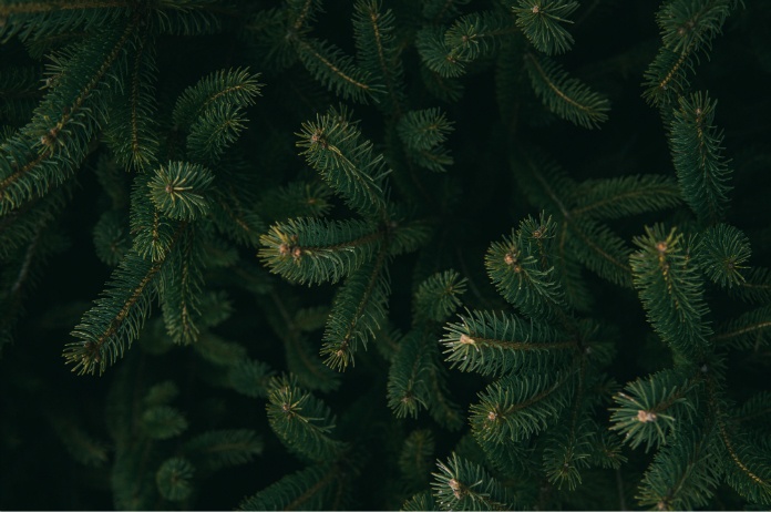 Bizar. Er huizen tienduizenden insecten in je kerstboom