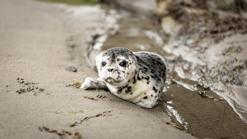 Zeehondenpups roepen net als mensen om mama en papa