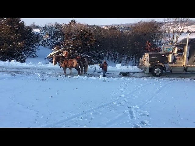VIDEO. Straf: Twee Belgische paarden trekken tientonner ijzige oprit op