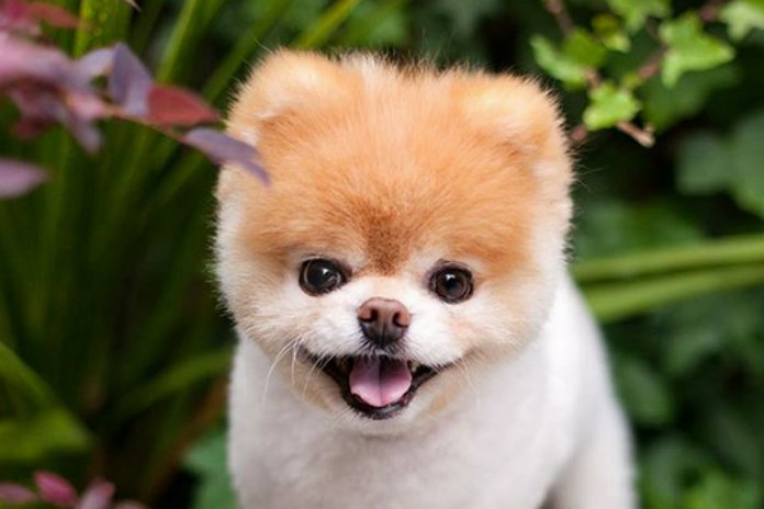 ’s Werelds schattigste hond Boo is gestorven