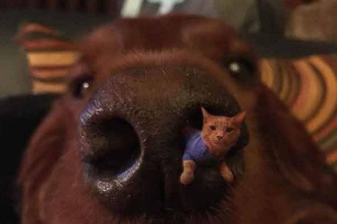 IN BEELD. Vrouw transformeert schattige huisdieren in lelijke monstertjes