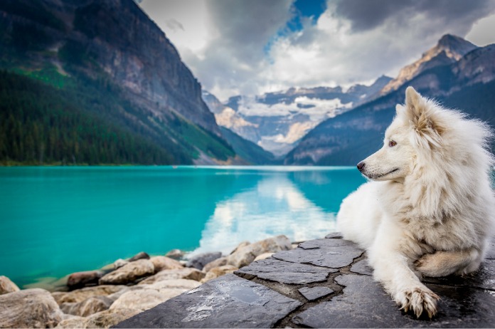 Bizar. Agentschap vertegenwoordigt Instagramhonden