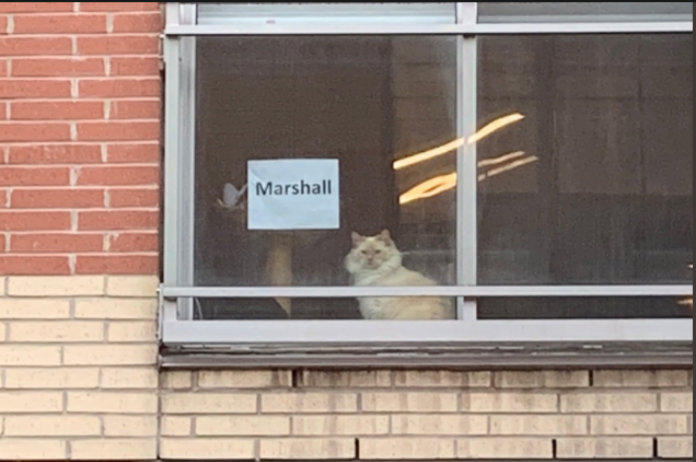 Vrouwen zijn in de ban van deze mysterieuze kat