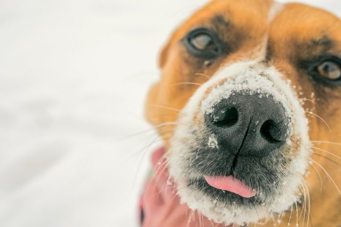 Zo bescherm je honden en katten tegen de koude