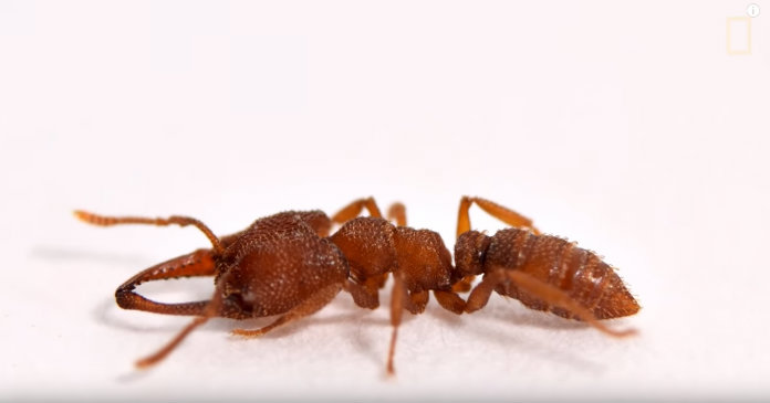 Draculamier breekt nieuw snelheidsrecord