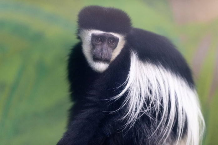 Eenzaam aapje op zoek naar adoptieouders voor Valentijn