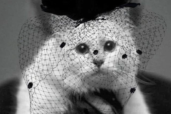 WOW. Zo veel geld erft de kat van Karl Lagerfeld
