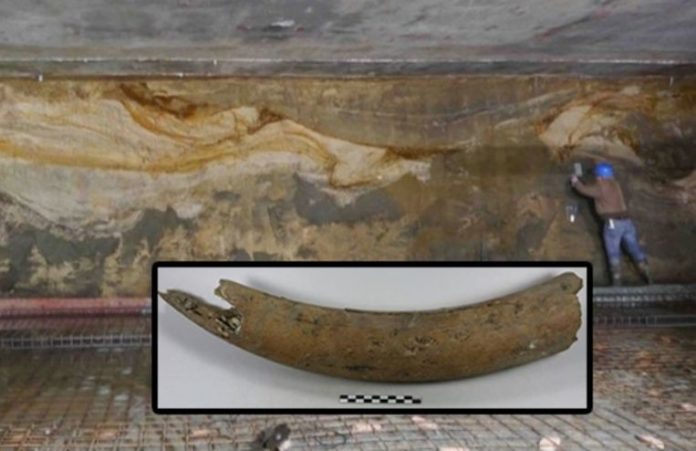 150.000 jaar oude slagtand van mammoet gevonden in Brussel