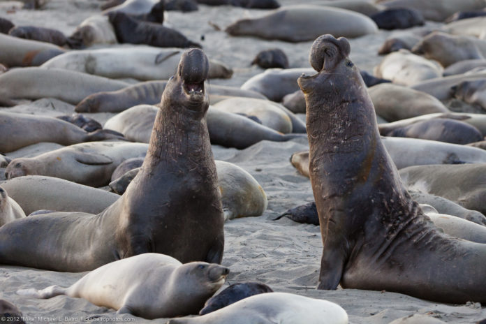 Zeeolifanten profiteerden volop van de Amerikaanse shutdown
