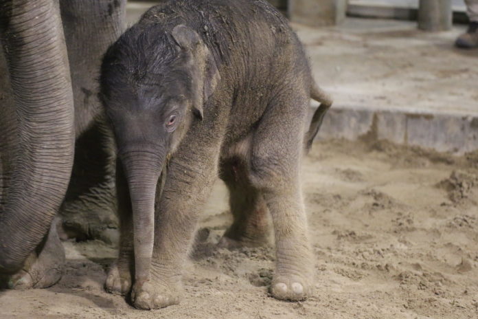 Aziatisch olifantje geboren in Pairi Daiza