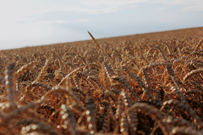 Vier vragen over gluten beantwoord