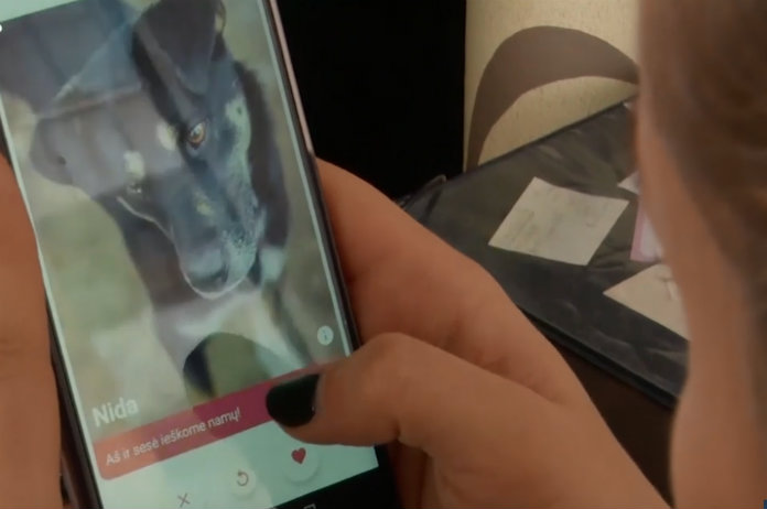 Met deze app vind je in één swipe een trouwe viervoeter