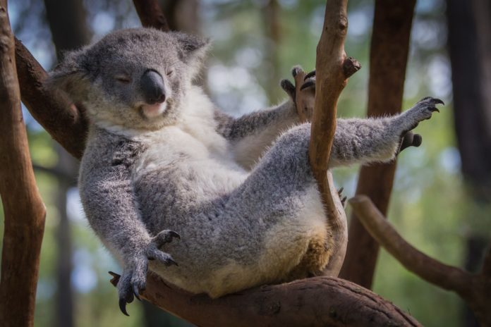 IN BEELD. De ‘Koala Challenge’ verovert het internet