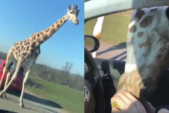 Hongerige giraf heeft GEEN zin om op zijn eten te wachten (video)