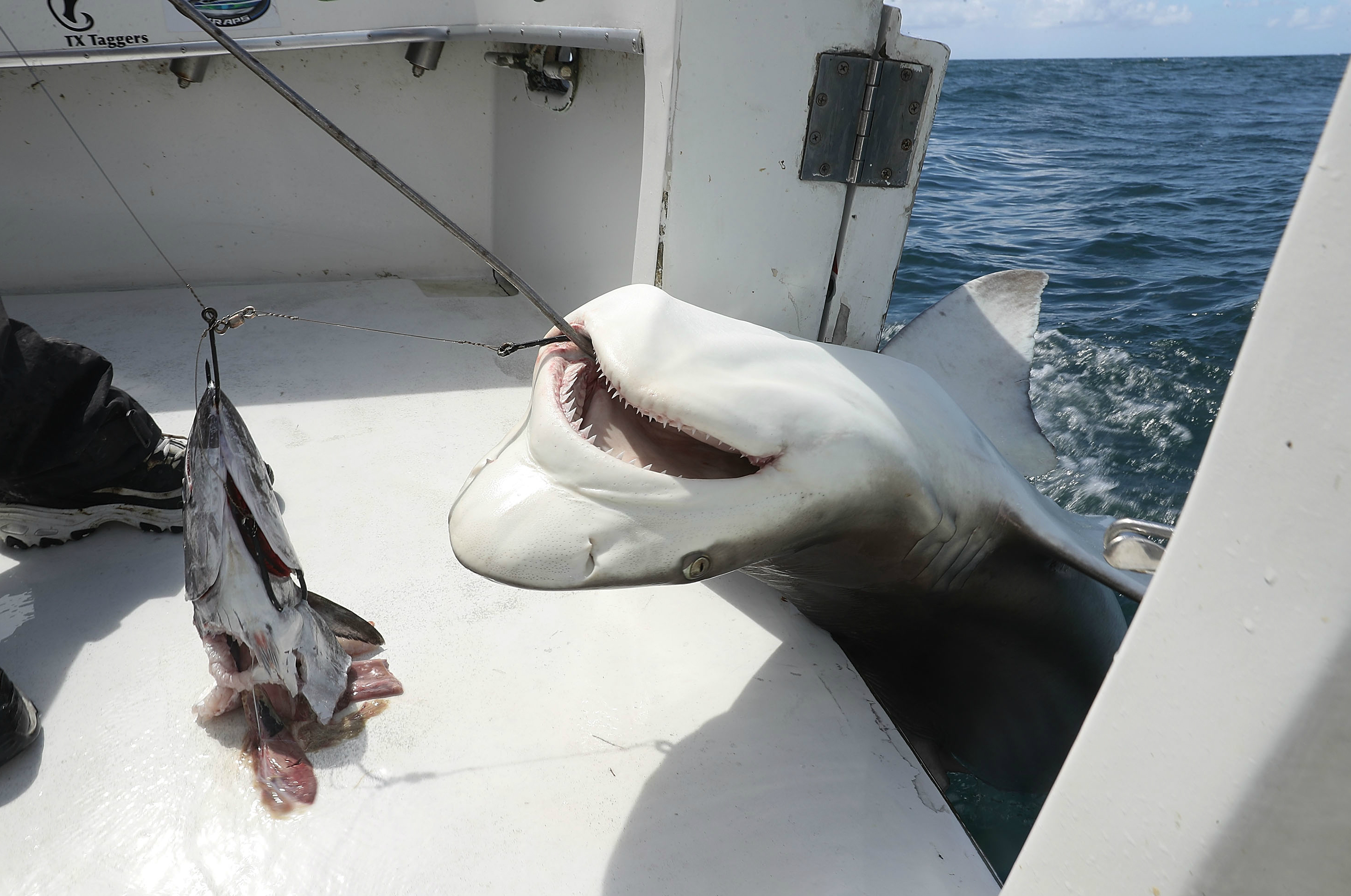 Veel meer haaien met uitsterven bedreigd dan gevreesd