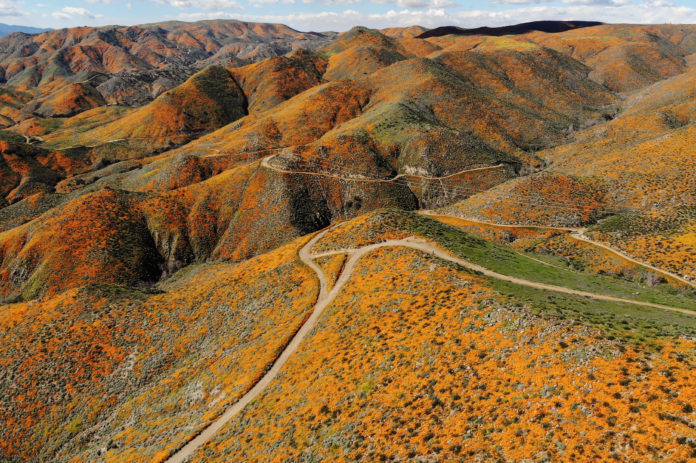 IN BEELD. Regen verandert woestijn in prachtig klaprozentapijt