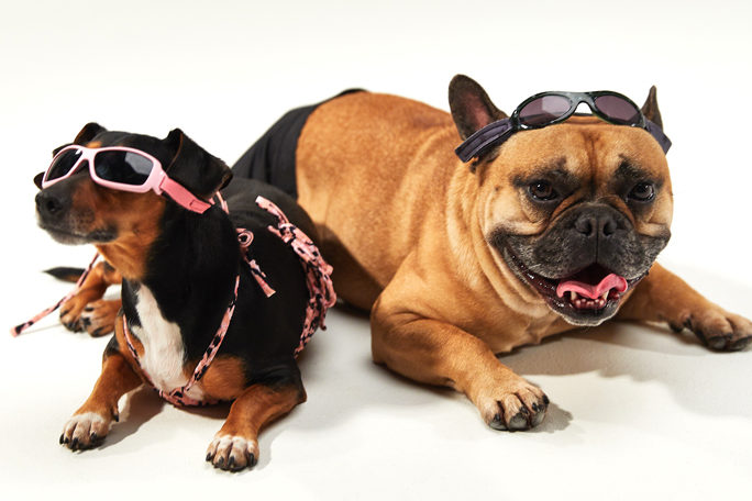 Deze zomer lopen jij en je hond in dezelfde bikini rond