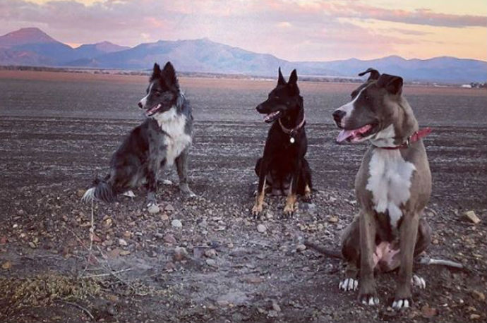 Boer Jan uit ‘Boer zkt. Vrouw’ neemt afscheid van zijn honden