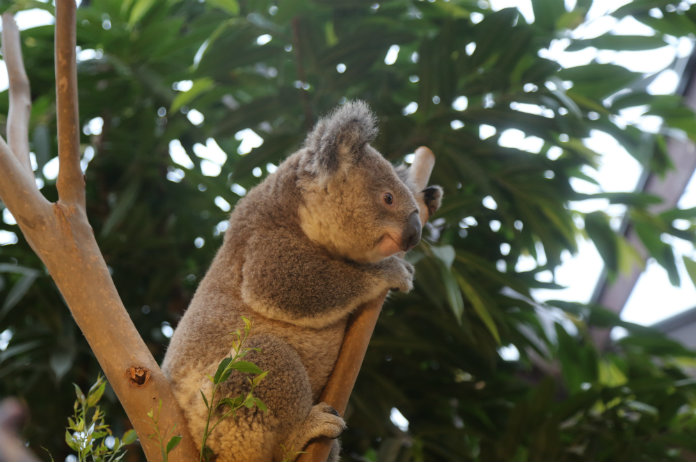 Pairi Daiza verwelkomt twee nieuwe koala’s (foto’s)