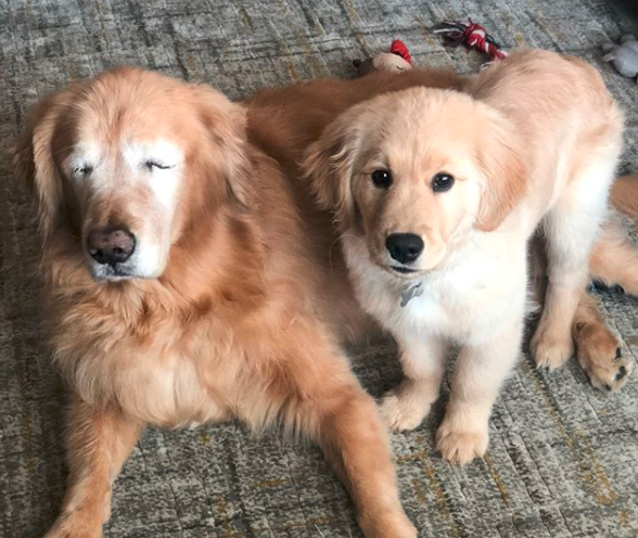 IN BEELD. Puppy ontfermt zich over blinde broer