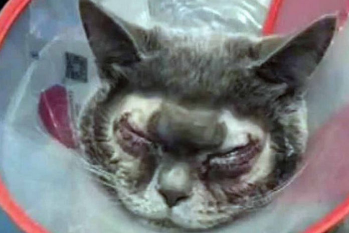 Vrouw enkele kat