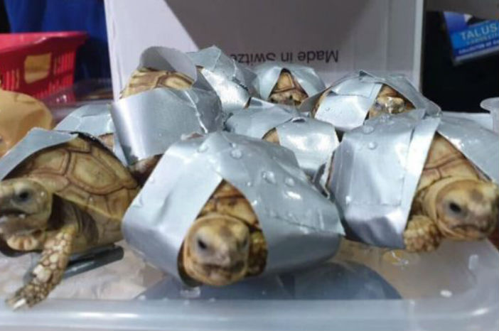 Filippijnse politie vindt 1.500 schildpadden vastgetapet in bagage