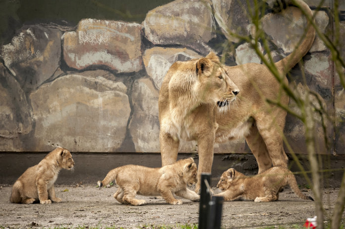 Daarom wil jij zo graag een selfie nemen met een gevaarlijke leeuw