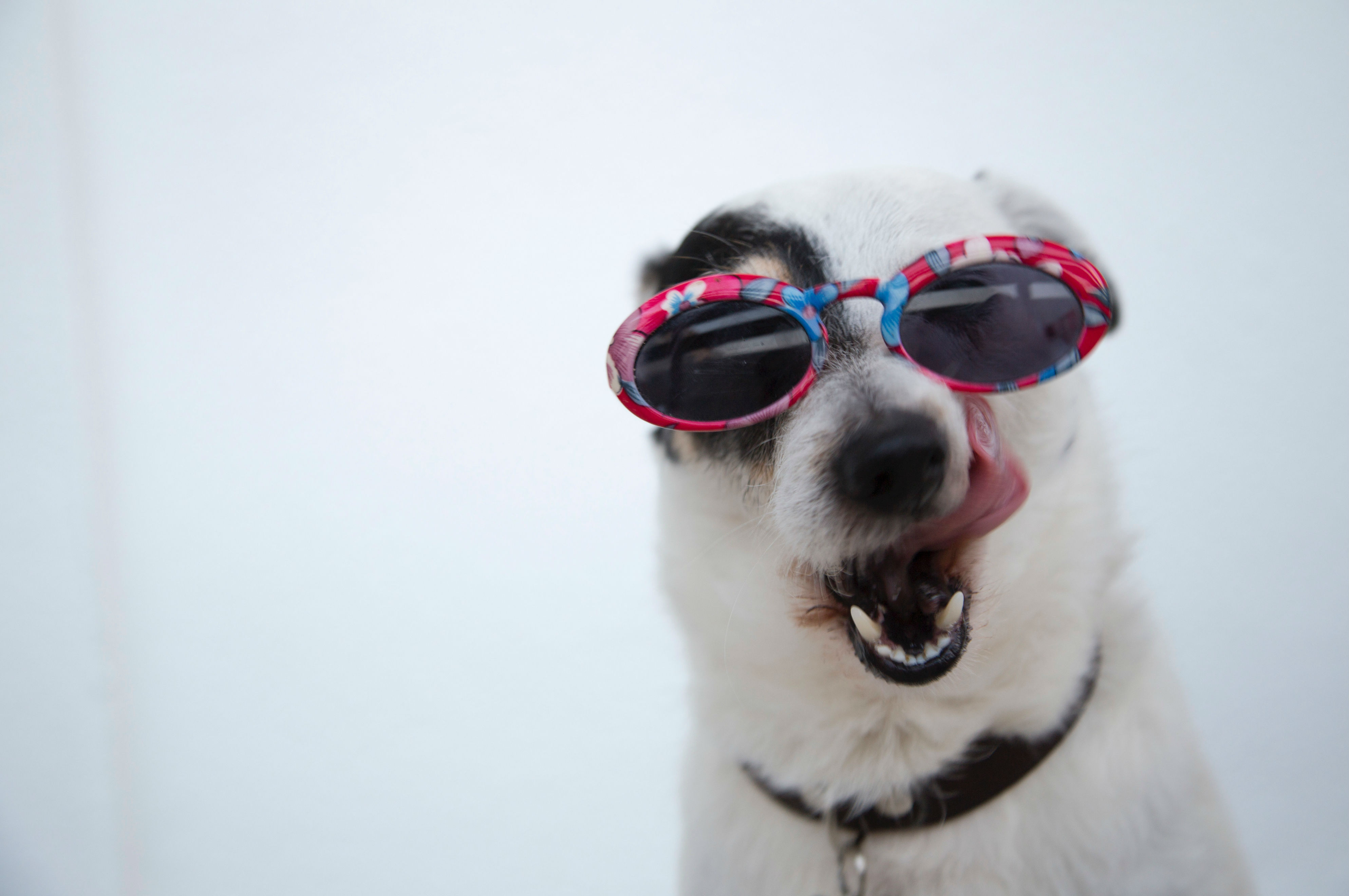Door deze vier tips kom je van je hondenangst af