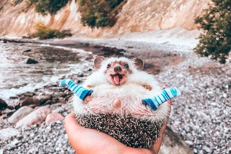 ’s Werelds beroemdste egel is overleden