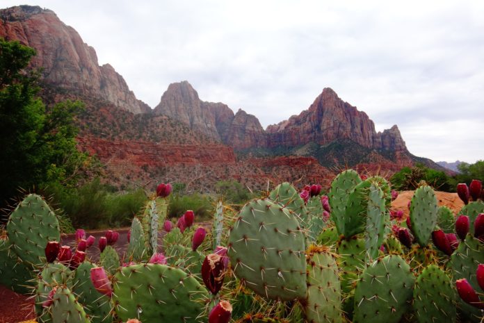Alweer een nieuwe trend in waterland: cactuswater