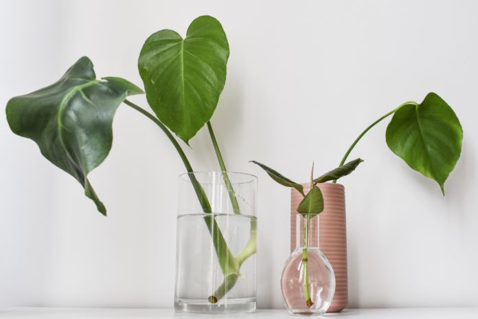 ‘Stek je Plant’ en maak je eigen urban jungle