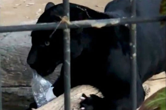 Vrouw wil selfie nemen met jaguar en wordt aangevallen