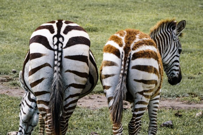 Oeps. Je laat meer scheten dan je denkt