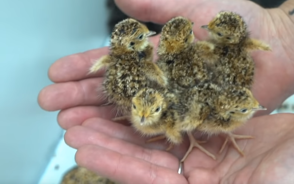 Dierentuin fokt zeer zeldzame vogel met behulp van een plumeau